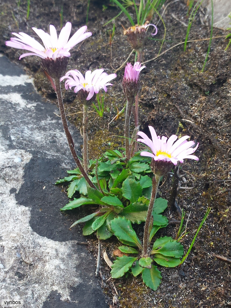 Scallop Fire-Aster