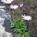 Scallop Fire-Aster - Photo (c) Chris Vynbos, some rights reserved (CC BY-SA), uploaded by Chris Vynbos