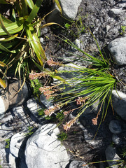 Trachyandra tabularis