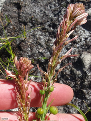 Trachyandra tabularis