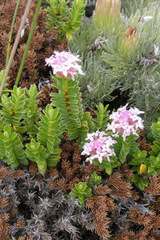 Pimelea ferruginea