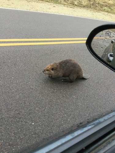 American Beaver photographed in Kansas