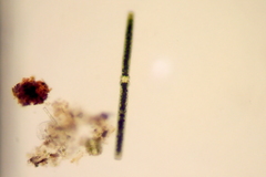 Desmidiaceae