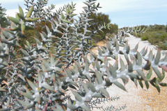 Daviesia pachyphylla