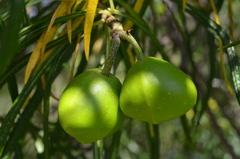 Cascabela thevetioides