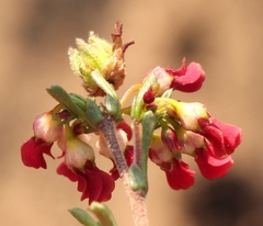 Hermannia joubertiana