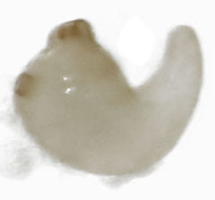 Stenoscelis hylastoides