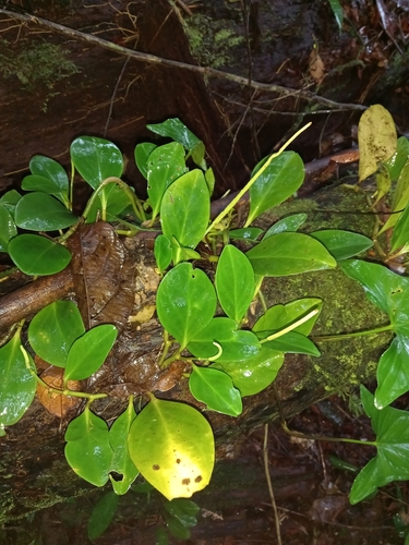 Peperomia obtusifolia