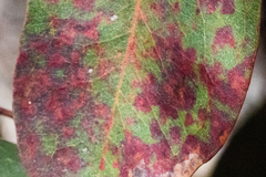 Calonectria pteridis