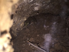 Lithobates sphenocephalus