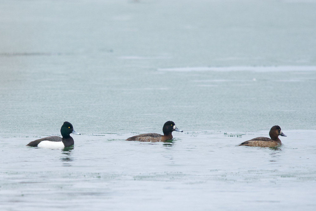 Tufted Duck x Greater Scaup