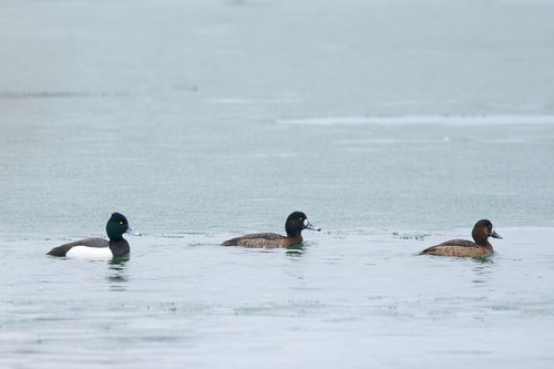 Tufted Duck x Greater Scaup