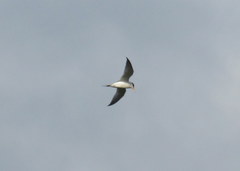 Sternula antillarum athalassos