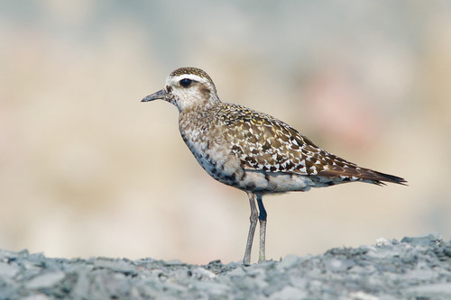American Golden-Plover