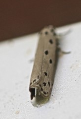 Ethmia heptasema