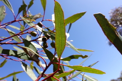 Eucalyptus dumosa