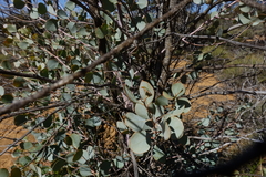 Codonocarpus cotinifolius