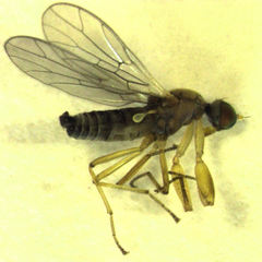 Cladodromia