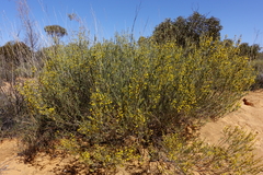 Acacia wilhelmiana