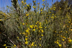 Acacia wilhelmiana