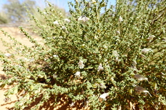 Prostanthera serpyllifolia microphylla