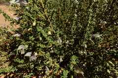 Prostanthera serpyllifolia microphylla