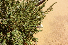 Prostanthera serpyllifolia microphylla