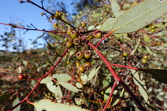 Eucalyptus socialis socialis