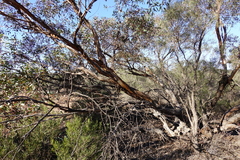 Eucalyptus socialis socialis
