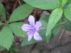 Ruellia pedunculata