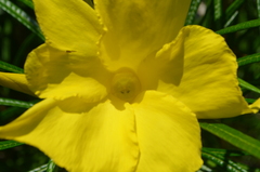 Cascabela thevetioides