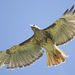 Florida Red-tailed Hawk - Photo (c) Owen Strickland, some rights reserved (CC BY), uploaded by Owen Strickland