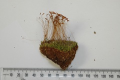 Leptostomum inclinans