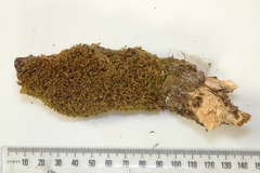 Leptostomum inclinans