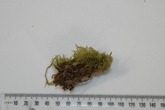 Hypnum chrysogaster