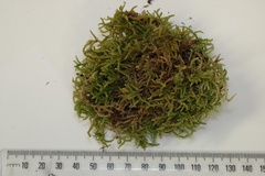 Lembophyllum divulsum