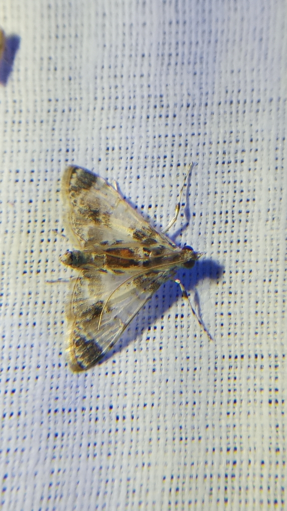 Analyta diaphana