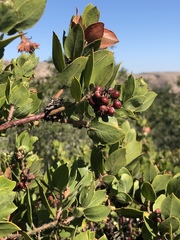 Arctostaphylos crustacea