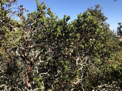Arctostaphylos crustacea