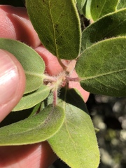 Arctostaphylos crustacea