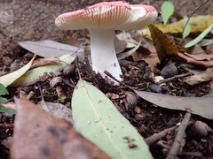 Russula