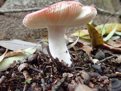 Russula