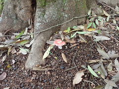 Russula