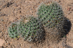 Coryphantha clavata clavata