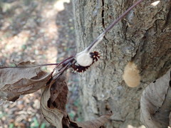 Kaniska canace nojaponicum