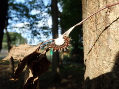 Kaniska canace nojaponicum