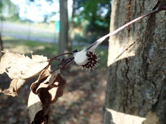 Kaniska canace nojaponicum