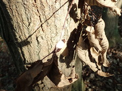 Kaniska canace nojaponicum