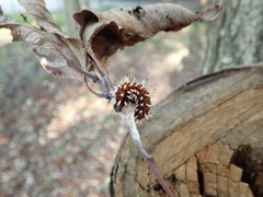 Kaniska canace nojaponicum