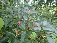 Staphylea japonica
